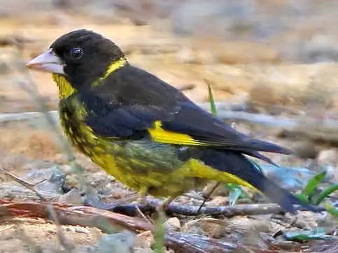 Dokumentasi Chloris monguilloti