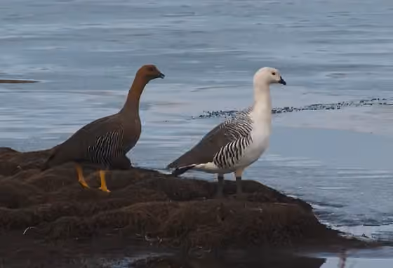 Dokumentasi Chloephaga picta