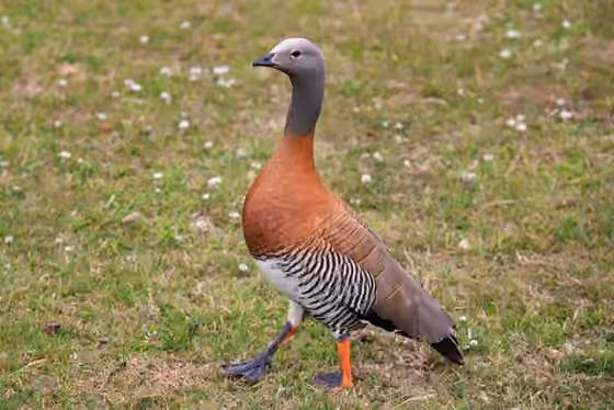 Dokumentasi Chloephaga poliocephala
