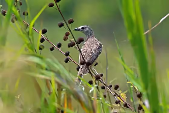 Dokumentasi Chlamydera cerviniventris