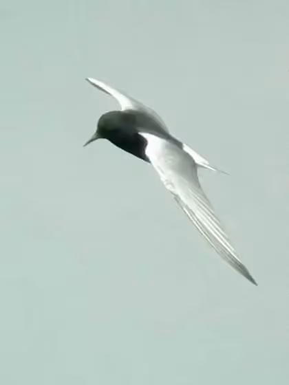 Dokumentasi Chlidonias leucopterus