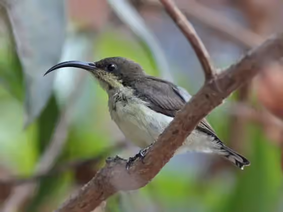 Dokumentasi Cinnyris lotenius