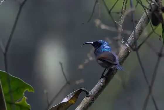 Dokumentasi Cinnyris rufipennis
