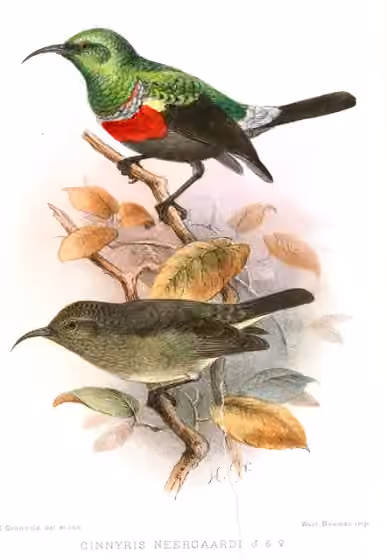 Pelat ilustrasi Cinnyris neergaardi dengan beberapa figur burung