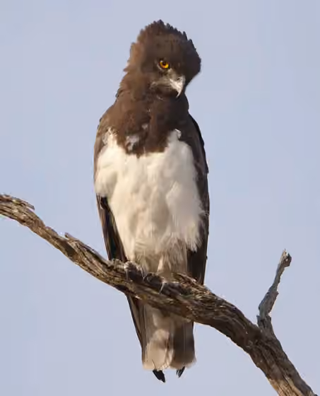 Dokumentasi Circaetus pectoralis