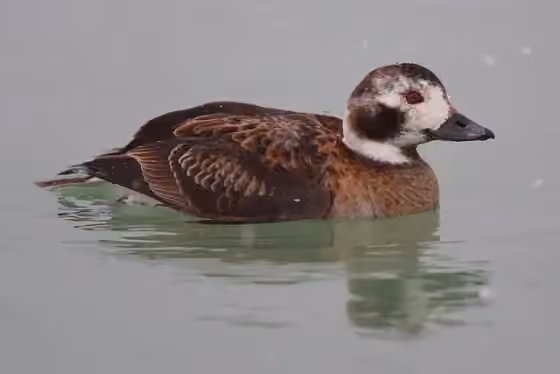 Dokumentasi Clangula hyemalis