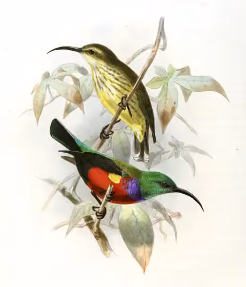 Pelat ilustrasi Cinnyris johannae dengan beberapa figur burung