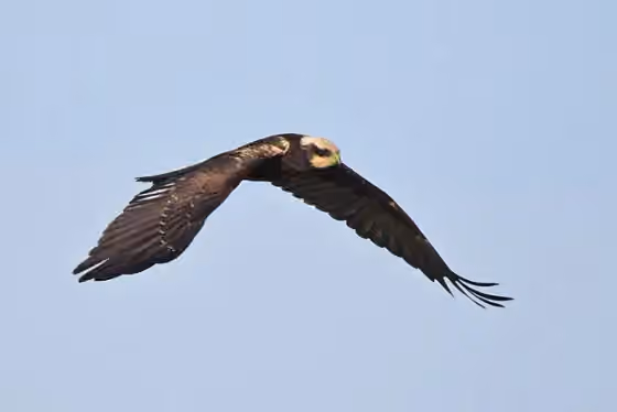 Dokumentasi Circus aeruginosus
