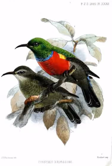 Pelat ilustrasi Cinnyris ludovicensis dengan beberapa figur burung