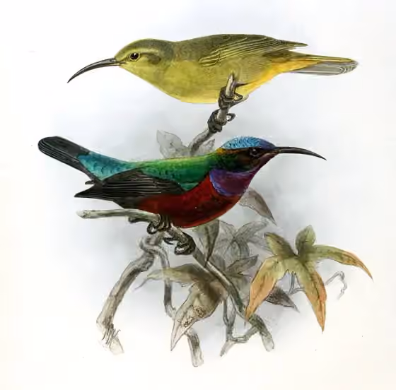 Pelat ilustrasi Cinnyris superbus dengan beberapa figur burung