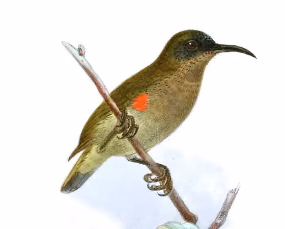 Ilustrasi Cinnyris ursulae