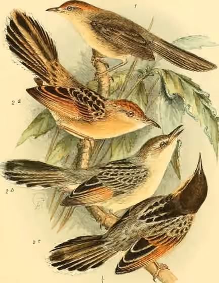 Ilustrasi Cisticola haematocephalus pada burung berlabel 2b, ketiga dari atas dalam pelat beberapa takson Cisticola.