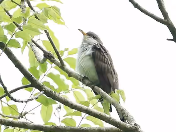 Dokumentasi Coccyzus euleri