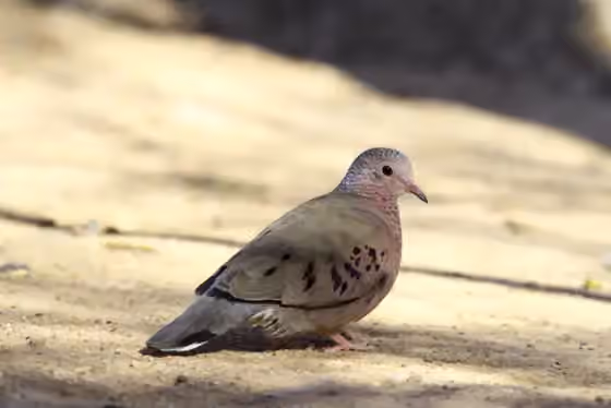 Dokumentasi Columbina passerina