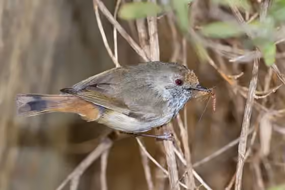 Dokumentasi Acanthiza pusilla