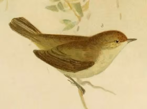 Ilustrasi Acanthiza inornata