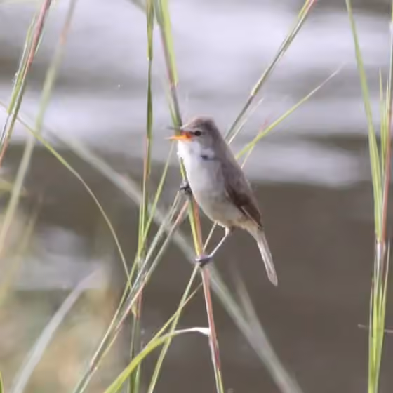 Dokumentasi Acrocephalus rufescens