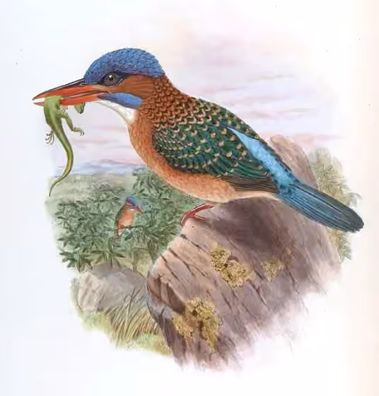 Ilustrasi Actenoides hombroni