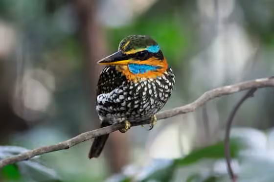 Dokumentasi Actenoides lindsayi