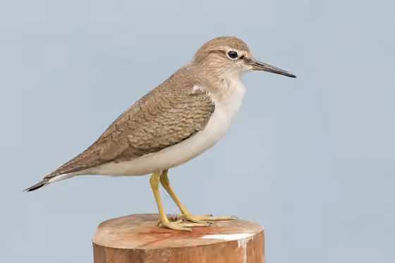Dokumentasi Actitis hypoleucos