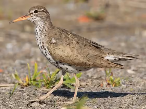Dokumentasi Actitis macularius