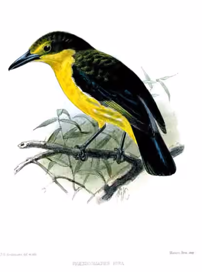 Ilustrasi Aegithina lafresnayei