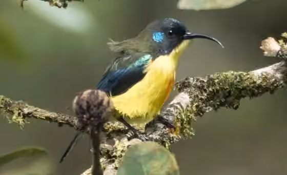 Dokumentasi Aethopyga linaraborae