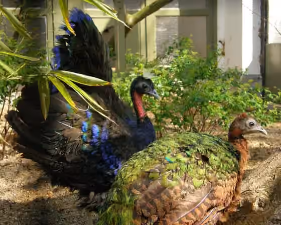 Dokumentasi Afropavo congensis