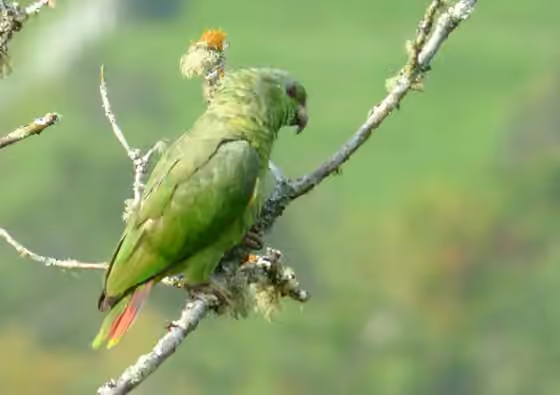 Dokumentasi Amazona mercenarius