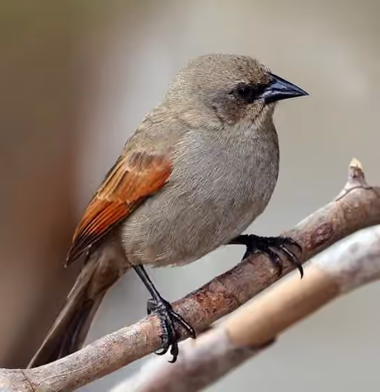 Dokumentasi Agelaioides badius