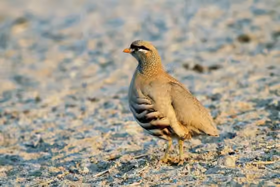 Dokumentasi Ammoperdix griseogularis