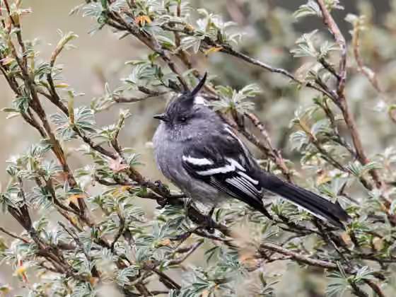 Dokumentasi Anairetes alpinus