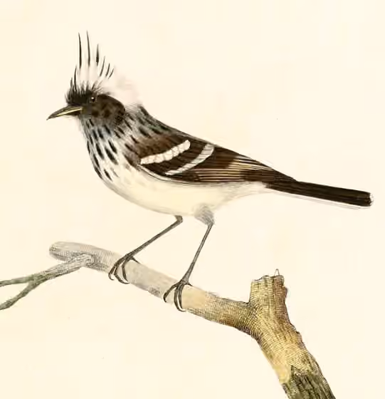 Ilustrasi Anairetes reguloides
