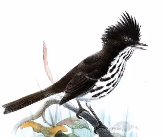 Ilustrasi Anairetes fernandezianus