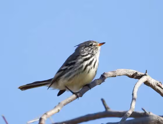 Dokumentasi Anairetes flavirostris
