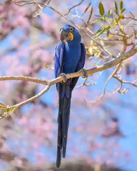 Dokumentasi Anodorhynchus hyacinthinus
