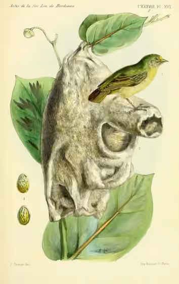 Ilustrasi Anthoscopus parvulus