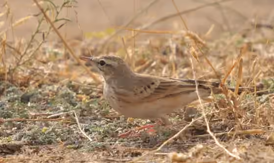Dokumentasi Anthus campestris