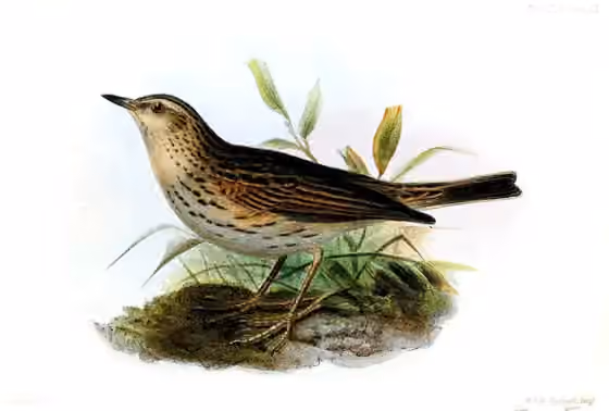 Ilustrasi Anthus bogotensis