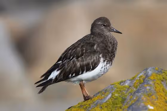 Dokumentasi Arenaria melanocephala