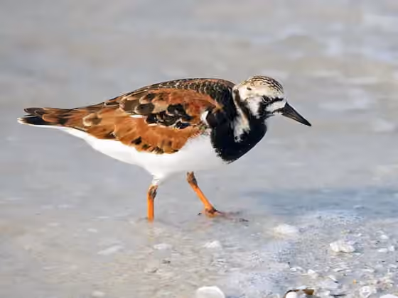 Dokumentasi Arenaria interpres