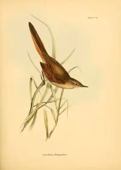 Ilustrasi Asthenes pyrrholeuca