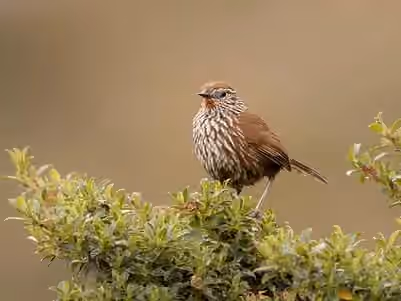 Dokumentasi Asthenes urubambensis