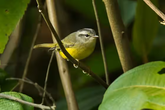 Dokumentasi Basileuterus trifasciatus
