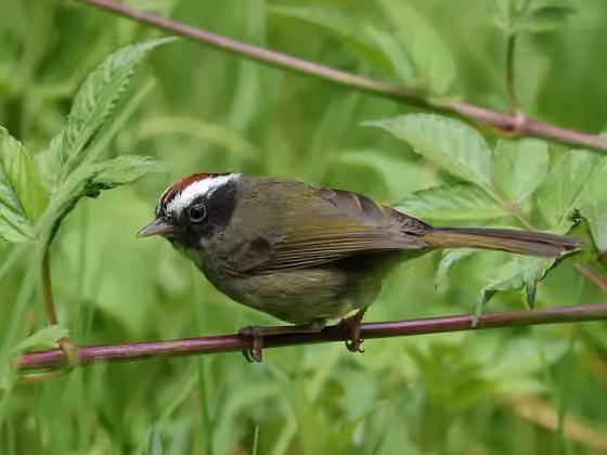 Dokumentasi Basileuterus melanogenys