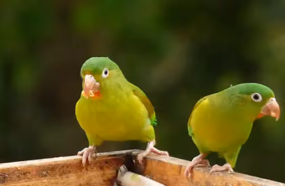 Dokumentasi Brotogeris jugularis