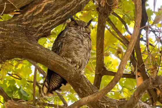 Dokumentasi Bubo magellanicus