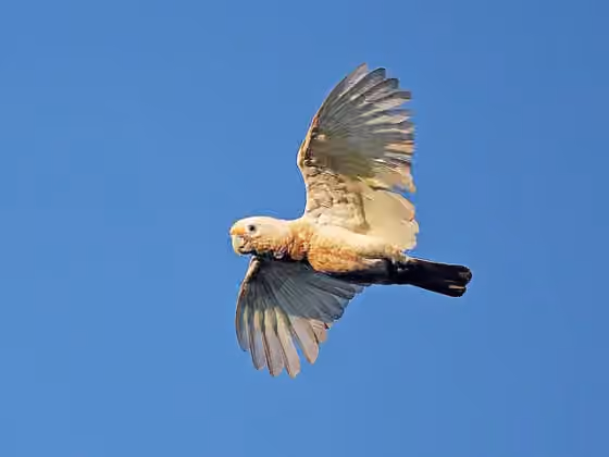 Dokumentasi Cacatua goffiniana
