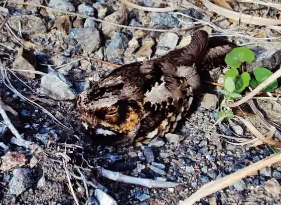 Dokumentasi Caprimulgus manillensis
