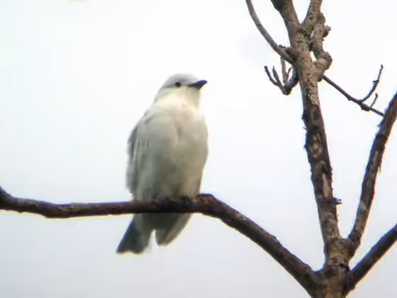 Dokumentasi Carpodectes hopkei